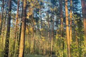 Продам квартиру 3-х комнатную с общей площадью 61.1м2, 3/9 эт., на улице Звездная, г. Новосибирск, Новосибирская обл., Россия, агентство ООО "АГЕНТСТВО НЕДВИЖИМОСТИ "ДЕЛЬТА"