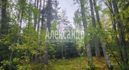 Купить земельный участок. Фотография №10 Купить земельный участок, Россия, г. Посёлок райвио. Фотография №10