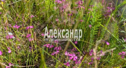 Продаётся земельный участок в г. Посёлок ихоярвенкюля. Фотография №6