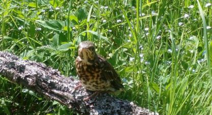 Продам земельный участок, г. Войносолово, Ленинградская обл., Россия, агентство Адмирал. Фотография №1