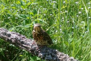 Продам земельный участок, г. Войносолово, Ленинградская обл., Россия, агентство Адмирал