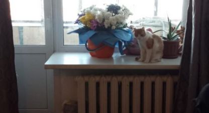 Продаётся 1 комнатная квартира в г. Курган. Фотография №6 Продаётся 1 комнатная квартира в г. Курган. Фотография №6