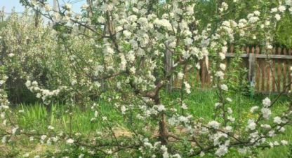 Купить дом в г. Лесниково с. Фотография №3