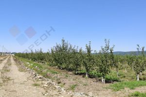 Продам земельный участок, на улице Кубанская ул, г. Тульский, Адыгея респ., Россия, агентство Мореон Инвест Продам земельный участок, на улице Кубанская ул, г. Тульский, Адыгея респ., Россия, агентство Мореон Инвест