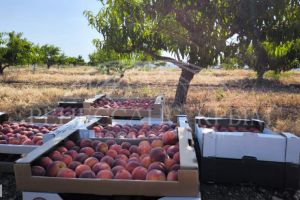Продам земельный участок, на улице Карла маркса, г. Айвовое, Крым авт. респ., Россия, агентство ООО Ренессанс Крым