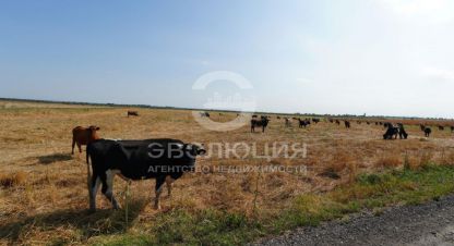 Купить земельный участок в г. Птичье. Фотография №3 Купить земельный участок в г. Птичье. Фотография №3