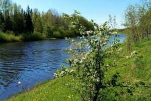 Продам земельный участок, г. Садовые участки, Новгородская обл., Россия, агентство Адресат