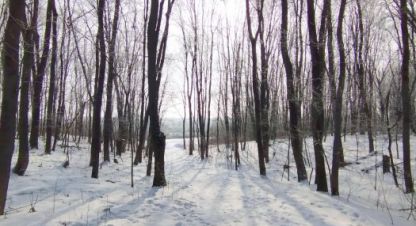 Продаётся земельный участок в г. Пок первое мая. Фотография №6 Продаётся земельный участок в г. Пок первое мая. Фотография №6