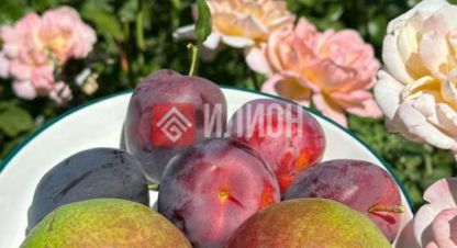 Продаётся земельный участок в г. Андреевка. Фотография №7