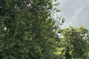 Продам земельный участок, на улице Зеленая, г. Высокогорский  дер потаниха, Татарстан респ., Россия, агентство Мультилистинг.РФ