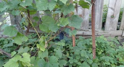 Купить земельный участок. Фотография №8 Купить земельный участок, Россия, г. Юбилейный. Фотография №8