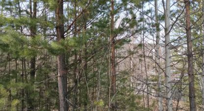 Продаётся земельный участок в г. Усть-Илимск. Фотография №6 Продаётся земельный участок в г. Усть-Илимск. Фотография №6