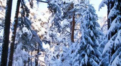 Купить земельный участок, Россия, г. Сестрорецк. Фотография №8