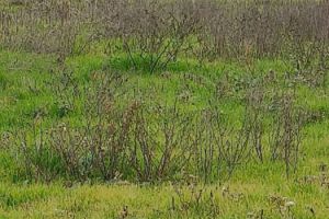 Продам земельный участок, на улице Янтарная ул, Прикубанский окр район, г. Краснодар, Краснодарский край, Россия, агентство Мореон Инвест