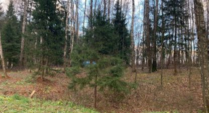 Купить земельный участок в г. Лесные зори коттеджный пок. Фотография №2