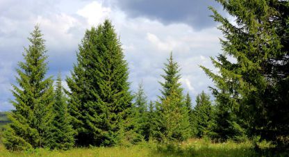 Продам земельный участок, г. Люкс-проект днп, Московская обл., Россия, агентство Absolute Realty Advisors. Фотография №1