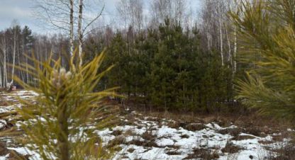 Продам земельный участок, г. Доброград, Владимирская обл., Россия, агентство Сервис по недвижимости ИМЛС. Фотография №1