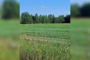 Продам земельный участок, г. Пажга, Коми респ., Россия, агентство JCat