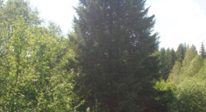 Купить земельный участок, Россия, г. Проккойла. Фотография №10