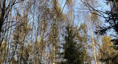Купить земельный участок в г. Акатово. Фотография №2