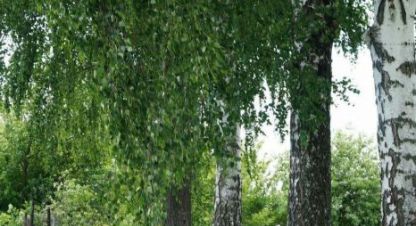 Купить дом в г. С ольховец. Фотография №3