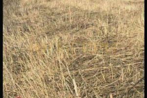 Продам земельный участок, на улице Суворова, г. Первореченское, Краснодарский край, Россия, агентство ЮГБЕРРИ