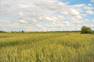 Продам земельный участок, на улице Каминское с, г. Каминское, Курганская обл., Россия, агентство Интернет-партнер