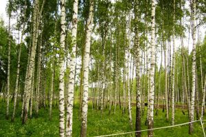 Продам земельный участок, г. Бузаево коттеджный пок, Московская обл., Россия, агентство Absolute Realty Advisors