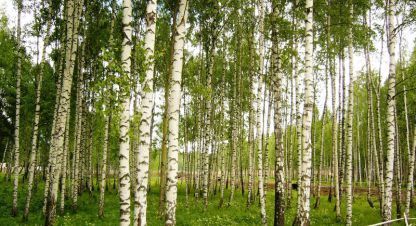 Купить земельный участок в г. Бузаево коттеджный пок. Фотография №2