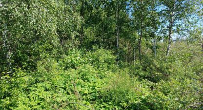 Купить земельный участок в г. Новая мельница. Фотография №2