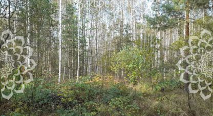 Купить земельный участок г. Ступино. Фотография №4