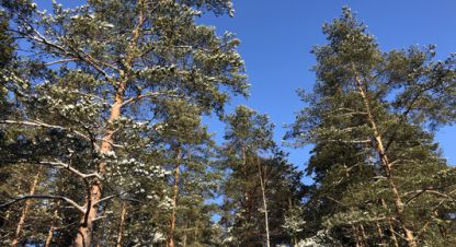 Купить земельный участок в г. Посёлок репино. Фотография №2