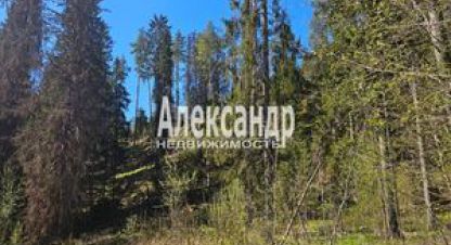 Купить земельный участок в г. Лахденпохья. Фотография №2