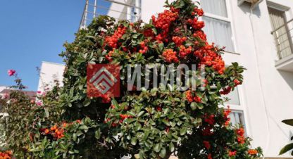 Купить земельный участок, Россия, г. Орловка. Фотография №10