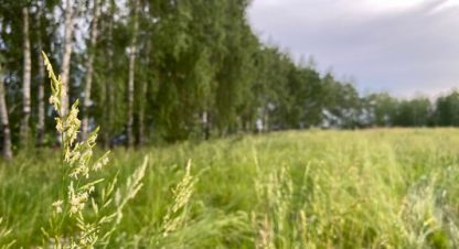 Купить земельный участок на улице Пелево с г. Пелево. Фотография №4 Купить земельный участок на улице Пелево с г. Пелево. Фотография №4