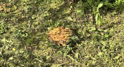 Купить земельный участок, Россия, г. Ище-юшково. Фотография №9