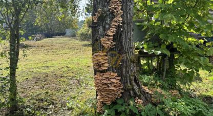 Купить земельный участок, Россия, г. Ище-юшково. Фотография №8