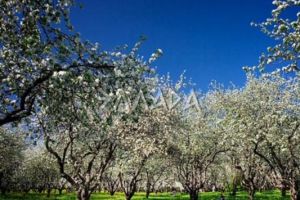 Продам земельный участок, г. Крымское, Крым авт. респ., Россия, агентство Риэлторская компания "Эллада"