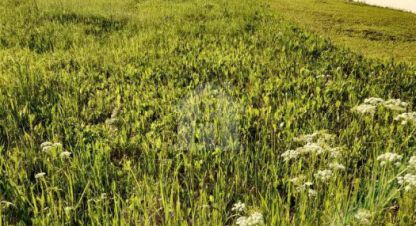 Купить земельный участок г. Рабочий посёлок борисоглебский. Фотография №4