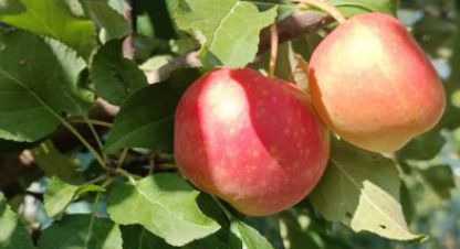 Купить коттедж/дачу 2-х комнатную, 21.4 кв. м., Россия, г. Царицын. Фотография №10