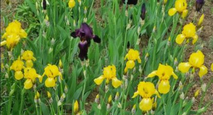 Продаётся коттедж/Дача в г. Не выбрано. Фотография №7