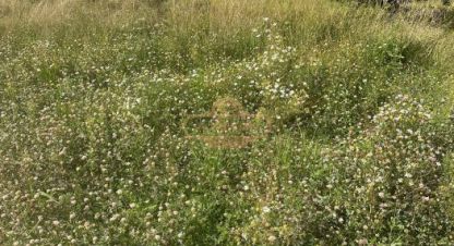 Купить земельный участок в г. Лесколово. Фотография №2