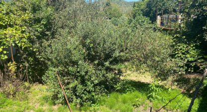 Купить земельный участок. Фотография №1 Продам земельный участок, на улице Ю снт, Лазаревский район, г. Сочи, Краснодарский край, Россия, агентство Интернет-партнер. Фотография №1