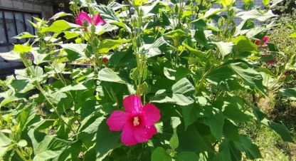 Купить 2-х комнатную коттедж/дачу в г. Краснослободск. Фотография №2