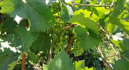 Продаётся 2-х комнатная коттедж/Дача в г. Краснослободск. Фотография №6