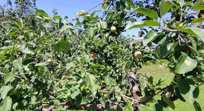 Купить коттедж/дачу на улице Клубничная г. Краснослободск. Фотография №5