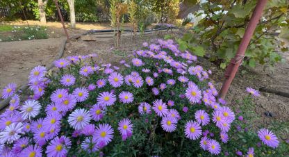 Продаётся коттедж/Дача в г. Волжский. Фотография №7