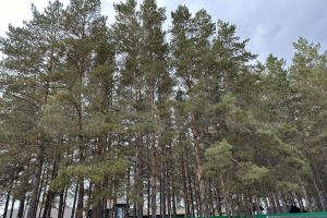 Продам земельный участок, на улице Олимпийская, г. Нежинка, Оренбургская обл., Россия, агентство ЦН "Авега"