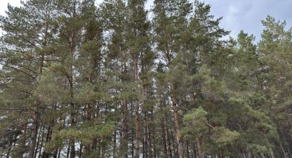 Продам земельный участок, на улице Олимпийская, г. Нежинка, Оренбургская обл., Россия, агентство ЦН Авега. Фотография №1