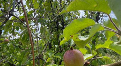 Купить коттедж/дачу 2-х комнатную, 26 кв. м., Россия, г. Волжский. Фотография №9